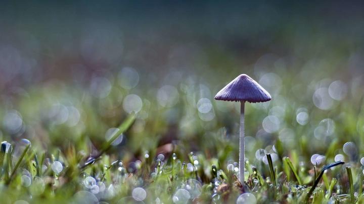 Spring Rain Wallpaper for Desktop (69+ images)