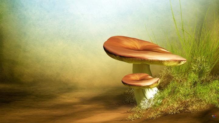 Free download Homepage Fantasy Fantasy HD wallpaper 1920x1080 2 