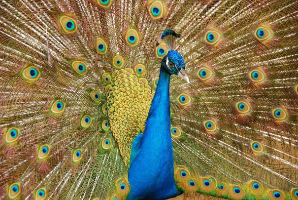Wallpapers of Peacock Feathers HD (63+ background pictures)