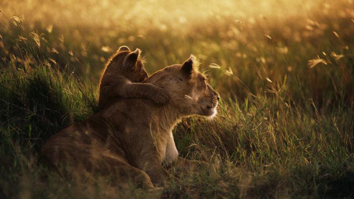 L\u00f6we HD Wallpaper | Hintergrund | 1920x1080