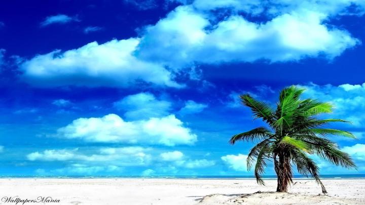 Tropical Desktop Wallpaper -