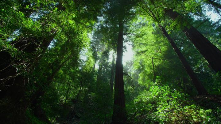 Jungle Desktop Wallpaper