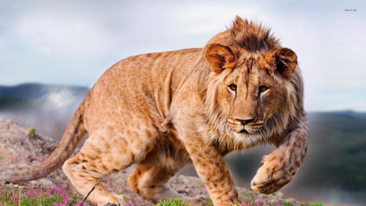 Lion The King of Jungle 2017 HD Wallpapers