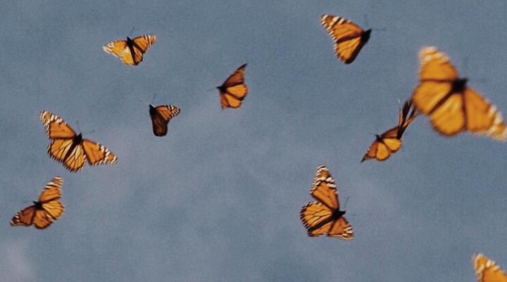 Aesthetic Butterfly Desktop Wallpapers