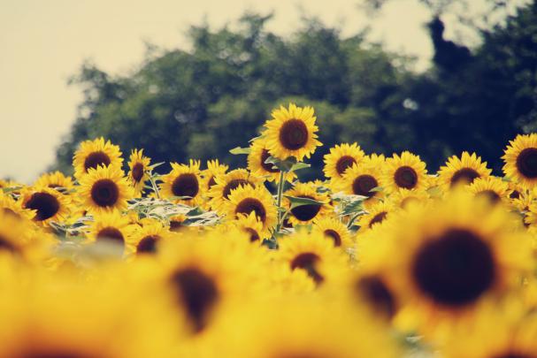 Desktop Aesthetic Sunflower Wallpapers