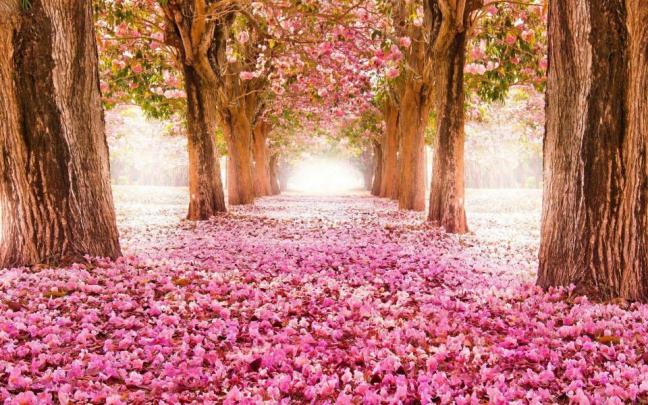 Download Spring Wallpaper 1920x1080 4K HD Free Download Wallpaper 