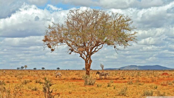 Desert Tree Wallpaper 1920x1080 Full HD Free Download - Free