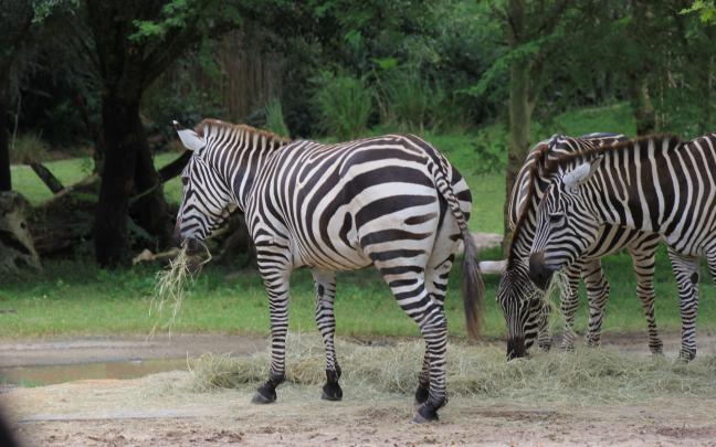 Zebra Wallpaper 1920x1080 Full HD Free Download - Free