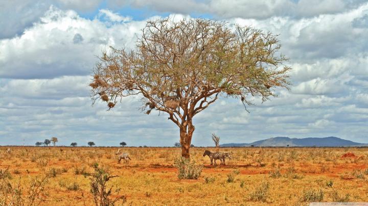 Desert Tree Wallpaper 1920x1080 Full HD Free Download - Free