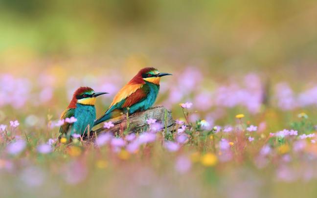 Spring Bird Desktop Wallpaper (81+ images)