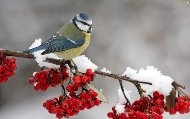 Free download Cardinals in Winter Desktop Wallpaper 1920x1080 