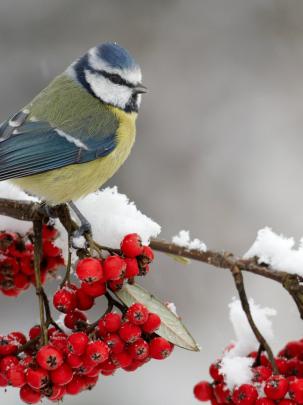 Free download Cardinals in Winter Desktop Wallpaper 1920x1080 