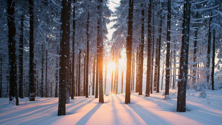 Winter Forest Wallpapers - Top Free Winter Forest Backgrounds 