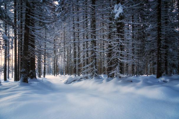 Download Snowy Forest Wallpaper 1920x1080
