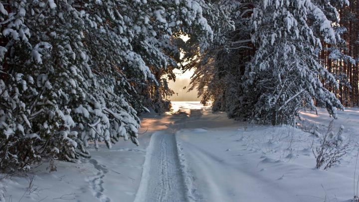 Snow Forest Wallpaper Desktop -