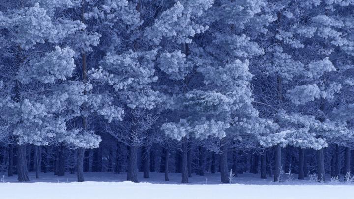 winter forest birds park 1920x1080 wallpaper \u2013 Animals Birds HD Desktop 