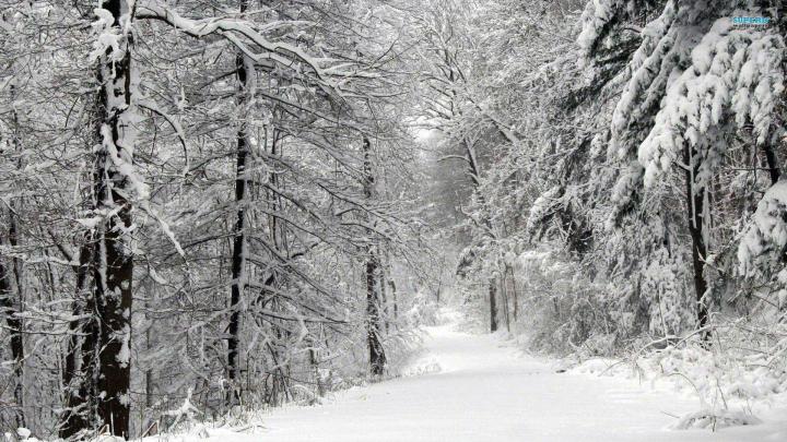 Snowy Forest Wallpapers - 4k, HD Snowy Forest Backgrounds on WallpaperBat