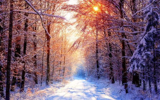 Winter Forest Desktop Wallpaper -