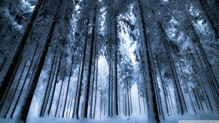 Download Snowy Forest Wallpaper 1920x1080