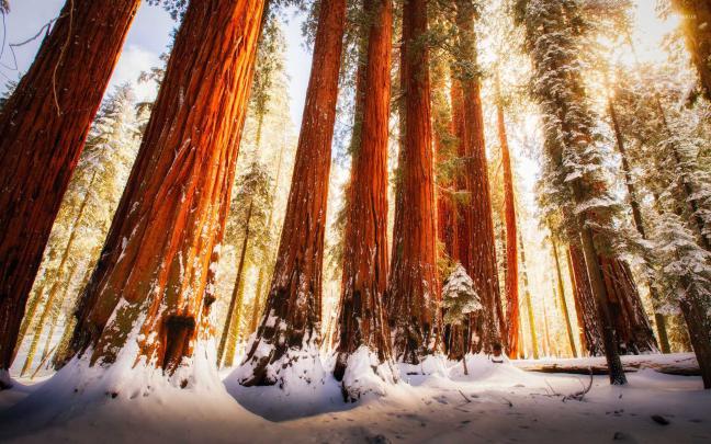 Redwood forest wallpaper - Nature wallpapers - #28927