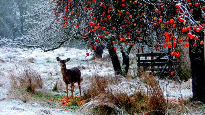 Download Wallpaper 1920x1080 deer, winter, snow, walk, forest, trees 