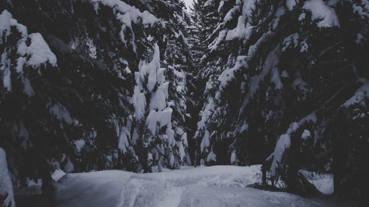 Download wallpaper 1920x1080 winter, forest, snow, trees, passage full 
