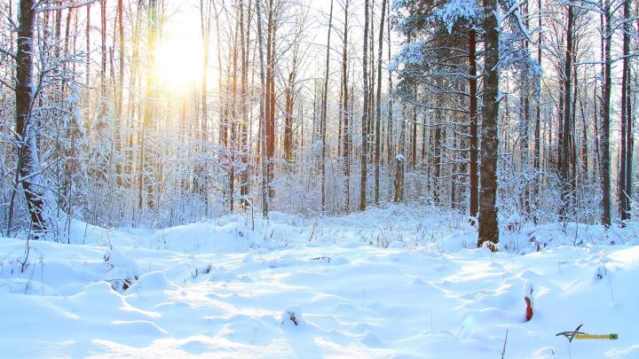 Winter Forest Wallpaper (62+ images)