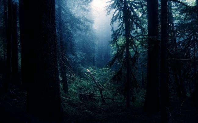 Free download Forest night wallpaper SF Wallpaper [1920x1080] for your 