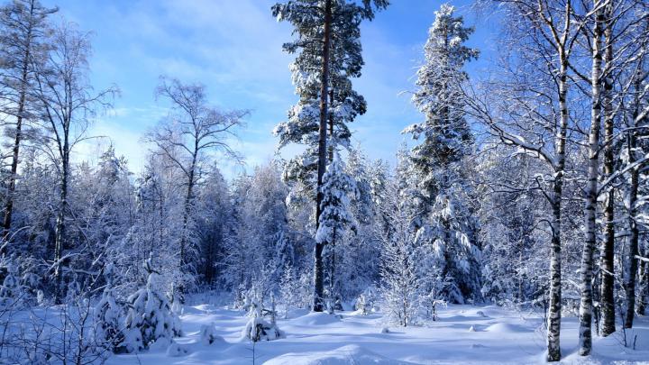 Snow Forest Wallpaper Desktop -