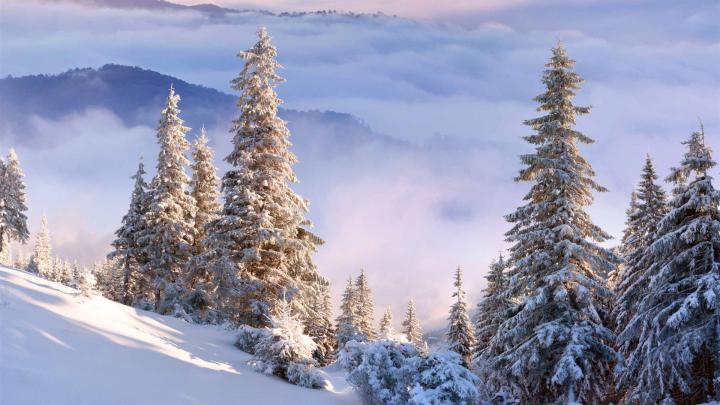 Winter Forest On Slope Mac Wallpaper Download | AllMacWallpaper