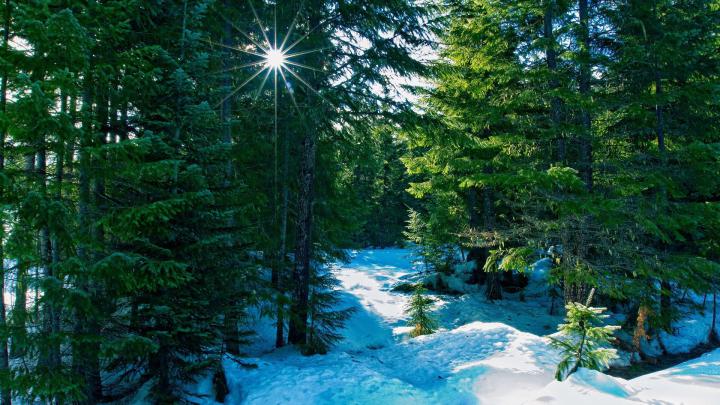 Winter Forest Wallpapers - Top Free Winter Forest Backgrounds 