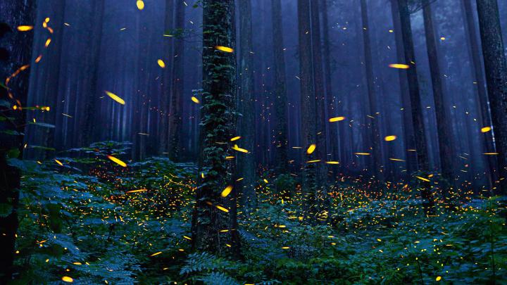 Firefly Wallpaper 1920x1080 (81+ images)