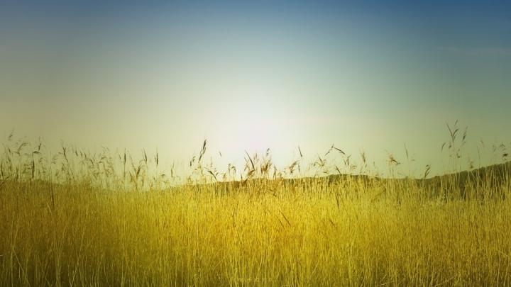 Free download Download Late Summer Field Wallpapers 1920x1080 HD 
