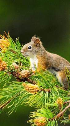 Free download Nature Animals Hd HD Desktop Wallpapers for Widescreen 