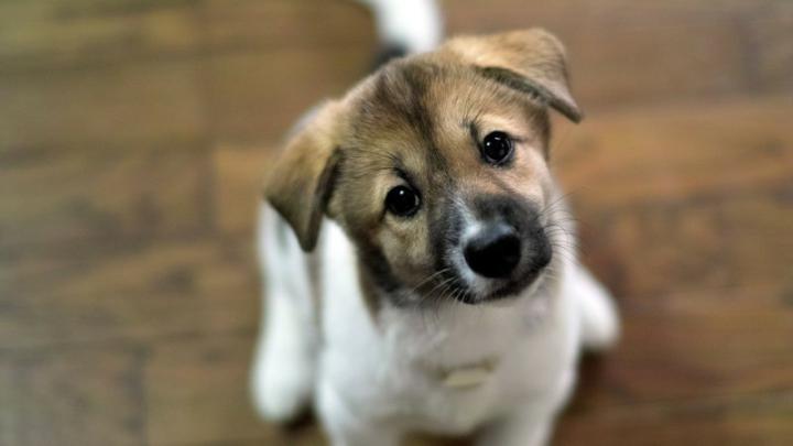 Dog HD Wallpapers 1920x1080 -