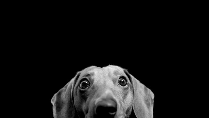 Dog Wallpaper Hd 1920x1080 - Prof Wallpaper