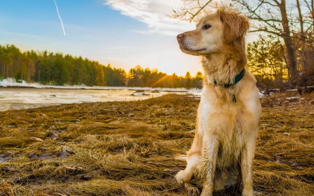 Dog Wallpapers for Computer (68+ images)