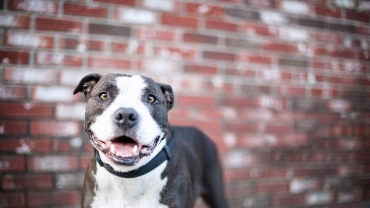 Pitbull Dog Wallpaper Hd 1920\u00e3 1080 Pitbull Wallpapers - Hd Wallpapers 