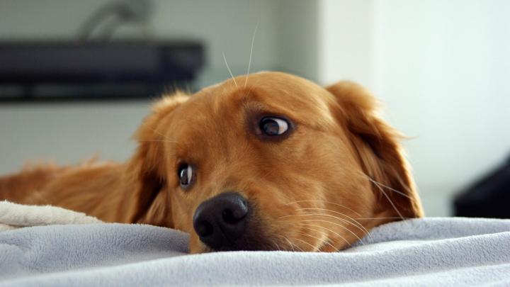 Dog Wallpapers for Computer (68+ images)