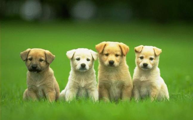 71+ Cute HD Wallpapers for Desktop