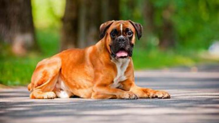 Free download Boxer Dog Wallpaper HD [1920x1080] for your Desktop 