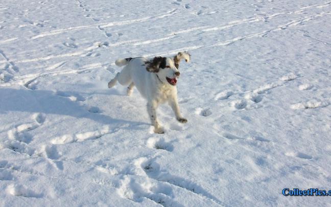 Free download Snow Dog Wallpaper HD 1920x1080 5925 [1920x1080] for your 