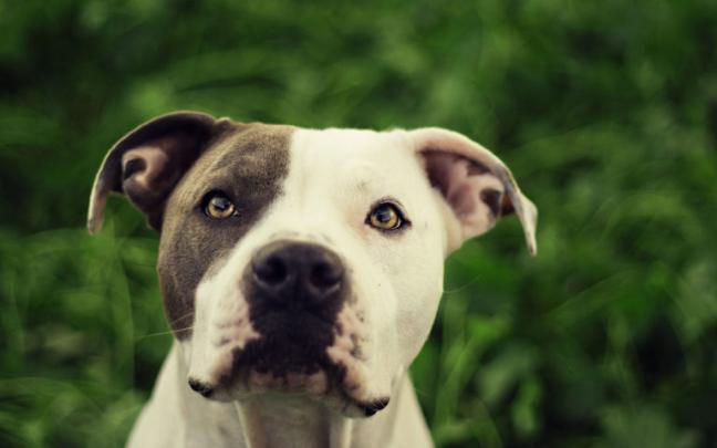 48+ Pit Bull Puppy Wallpaper HD