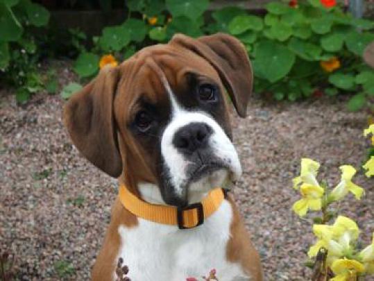 Free download Boxer Dog Wallpaper HD [1920x1080] for your Desktop 