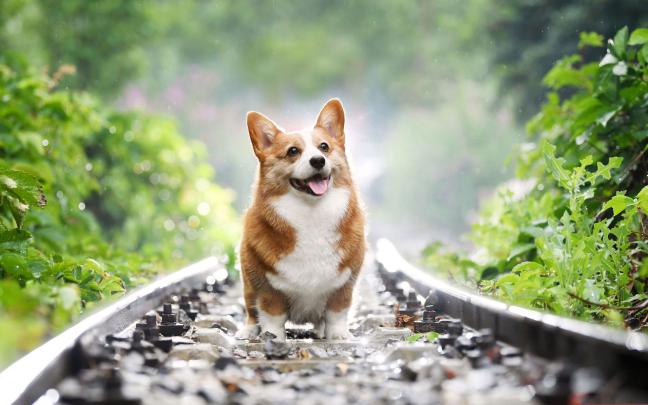 Aesthetic Corgi Wallpapers - Top Free Aesthetic Corgi Backgrounds 