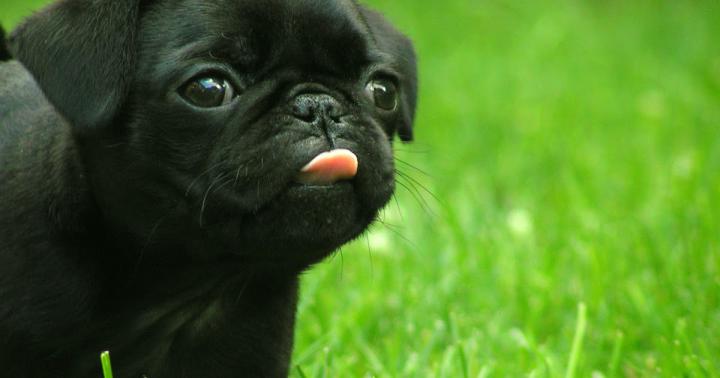 Cute Dog Wallpaper Hd For Laptop - bmp-cheesecake