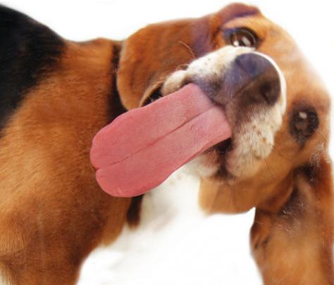 WALLPAPER OF DOG LICKING SCREEN FOR DESKTOP-SMARTPHONE