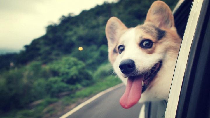1920x1080, Animal - Dog Wallpaper 1920x1080 Hd - 1920x1080 Wallpaper 