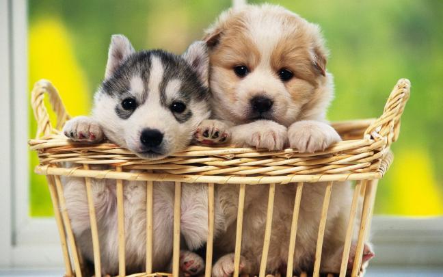 Cats and Dogs Wallpaper \u00b7\u2460 