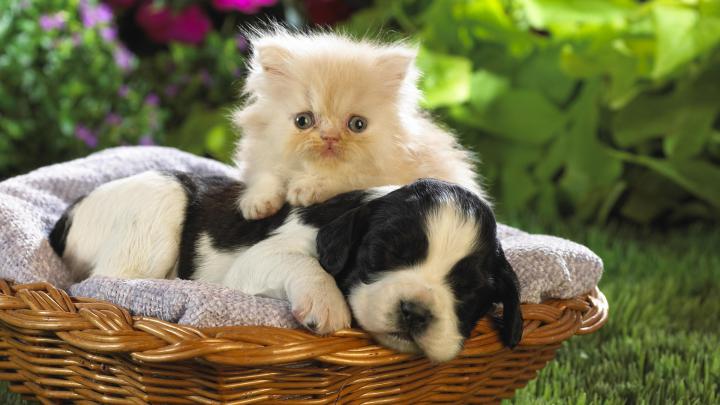 Cats and Dogs Wallpaper (54+ images)